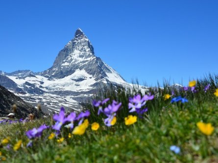rondreis zwitserland op maat walliser alpen zermatt matterhorn