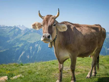 rondreis oostenrijk highlights alpen vorarlberg bergenzerwald