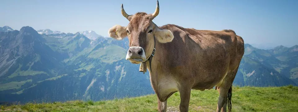 rondreis oostenrijk highlights alpen vorarlberg bergenzerwald