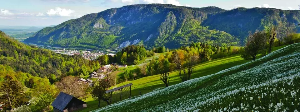 gehele juliana trail actieve vakantie meerdaagse wandeltocht julische alpen slovenië narcisne poljane nad jesenicami (2)